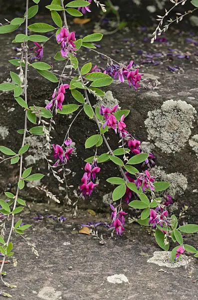 572008 - Thunberg's bushclover (Lespedeza thunbergii)