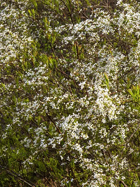 459011 - Thunberg's meadowsweet (Spiraea thunbergii)