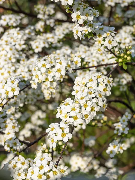 459023 - Thunberg's meadowsweet (Spiraea thunbergii)