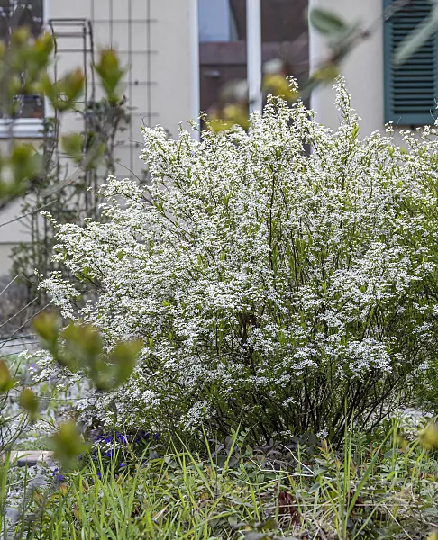 651534 - Thunberg's meadowsweet (Spiraea thunbergii)