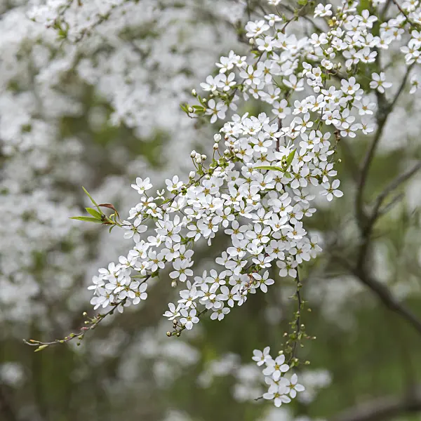 651535 - Thunberg's meadowsweet (Spiraea thunbergii)