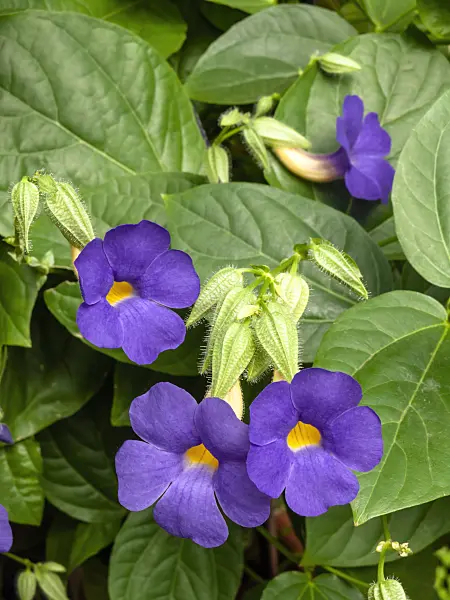 427114 - Thunbergia battiscombei