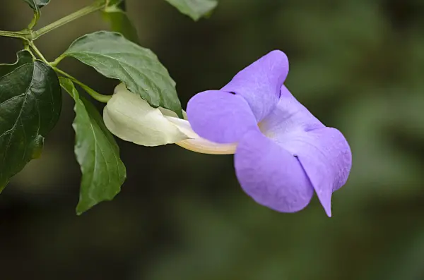 533592 - Thunbergia battiscombei
