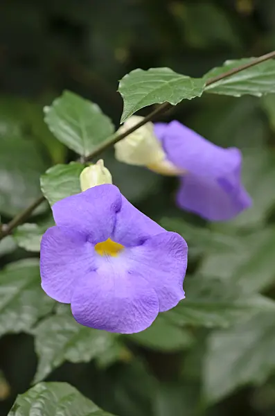 533593 - Thunbergia battiscombei