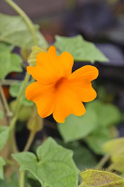 487072 - Thunbergia gregorii syn. Thunbergia gibsonii