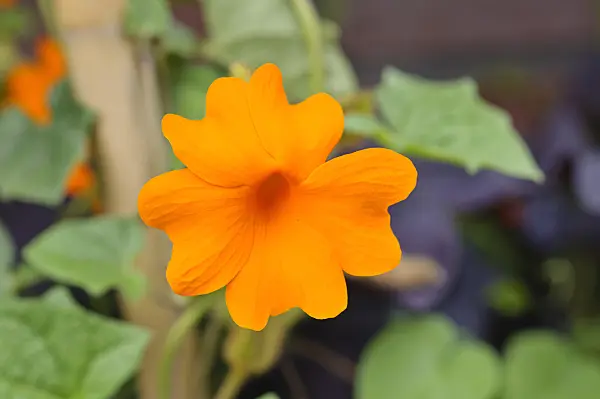 487073 - Thunbergia gregorii syn. Thunbergia gibsonii