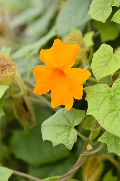 525141 - Thunbergia gregorii syn. Thunbergia gibsonii