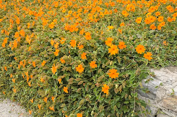 533131 - Thunbergia gregorii syn. Thunbergia gibsonii