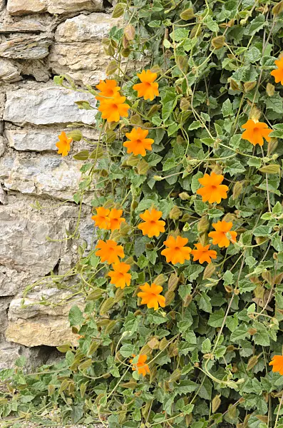 533132 - Thunbergia gregorii syn. Thunbergia gibsonii in a stone wall