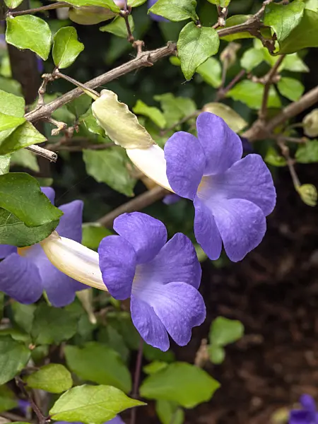 427115 - Thunbergia natalensis