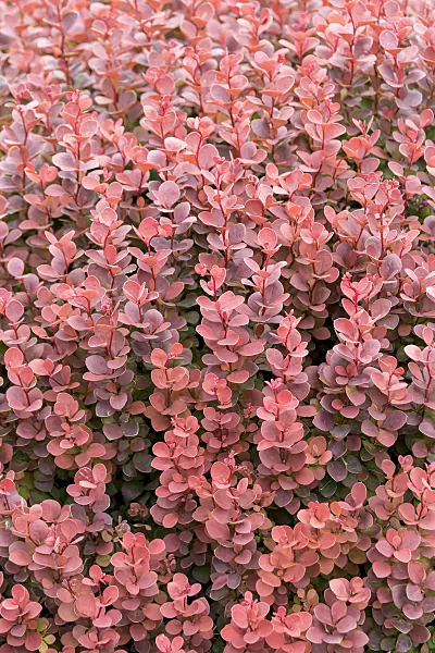 607012 - Thunbergs Berberitze (Berberis thunbergii 'Sunjoy Mini Maroon')