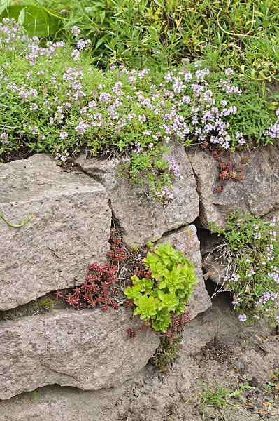 485067 - Thym (Thymus) et orpin (Sedum) sur un mur de pierres sèches