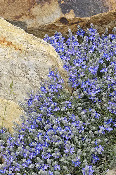 508339 - Thyme-leaf speedwell (Veronica thymoides var. pseudocinerea)