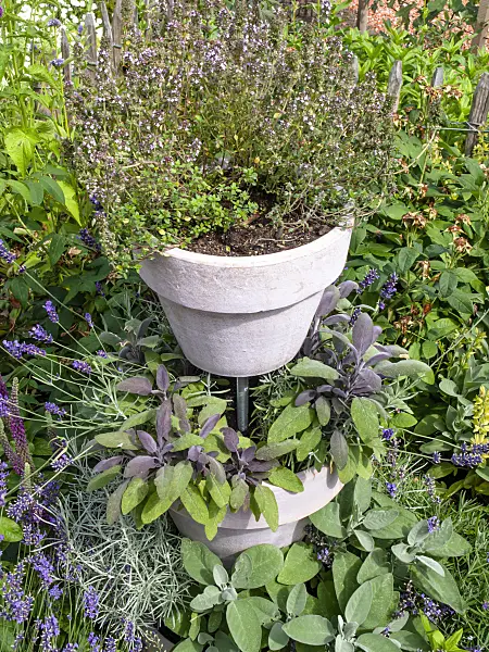 462113 - Thyme (Thymus) and sage (Salvia)