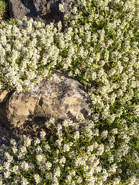 461168 - Thyme (Thymus argaeus)