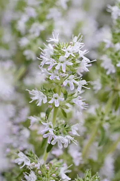 474159 - Thyme (Thymus argaeus)