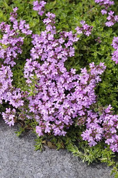 484247 - Thyme (Thymus doerfleri 'Bressingham Seedling')