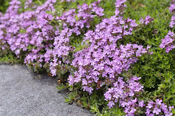 484248 - Thyme (Thymus doerfleri 'Bressingham Seedling')