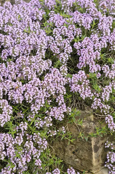 533282 - Thyme (Thymus marshallianus)