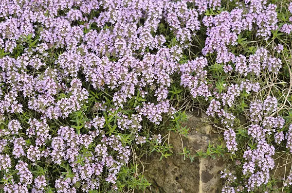 533283 - Thyme (Thymus marshallianus)