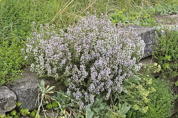 472420 - Thyme (Thymus) on a dry stone wall