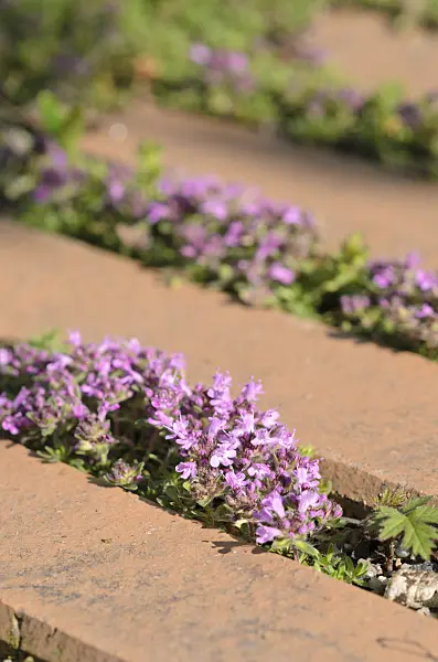 520243 - Thyme (Thymus) on a garden path