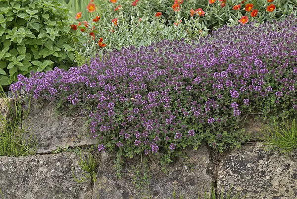 556128 - Thyme (Thymus) on a stone wall