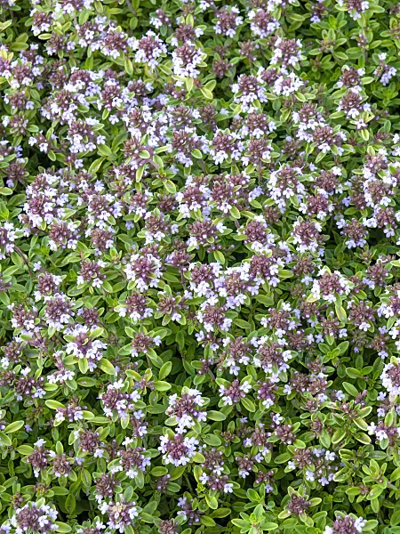 461090 - Thyme (Thymus x citriodorus 'Aureus')
