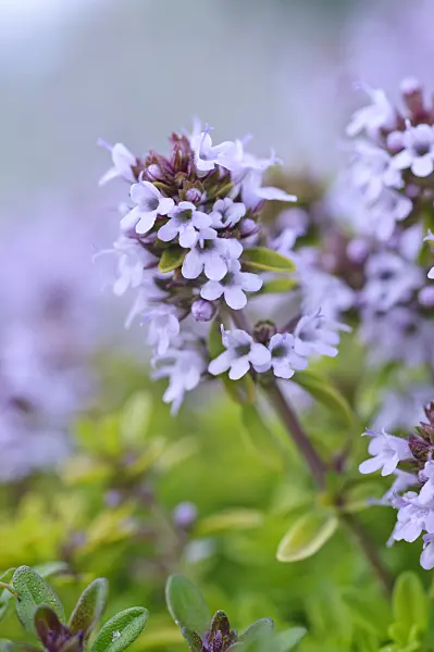 473308 - Thyme (Thymus x citriodorus 'Aureus')