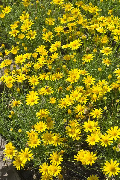 595003 - Thymophylla tenuiloba