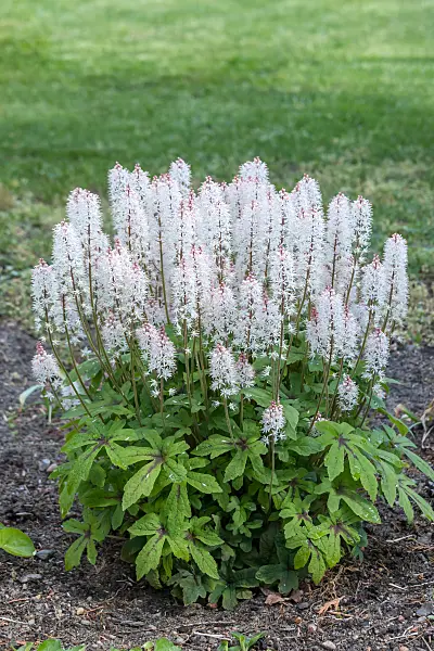 664462 - Tiarella laciniata 'Spring Symphony'