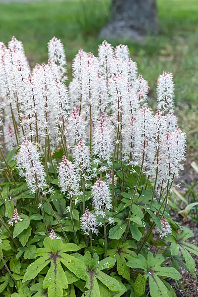 664463 - Tiarella laciniata 'Spring Symphony'
