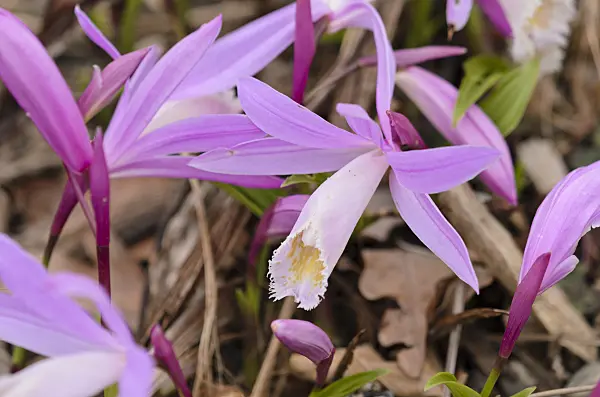 531144 - Tibet-Orchidee (Pleione)