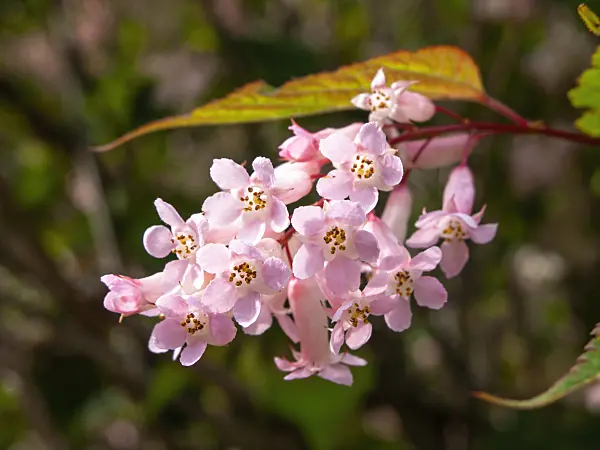 438004 - Tibetische Traubenspiere (Neillia thibetica syn. Neillia longiracemosa)