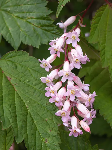 438005 - Tibetische Traubenspiere (Neillia thibetica syn. Neillia longiracemosa)