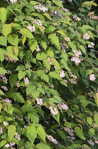 520311 - Tibetische Traubenspiere (Neillia thibetica syn. Neillia longiracemosa)