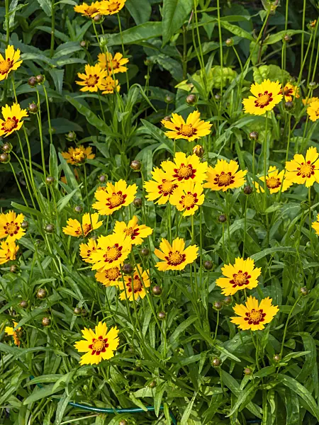 449023 - Tickseed (Coreopsis)