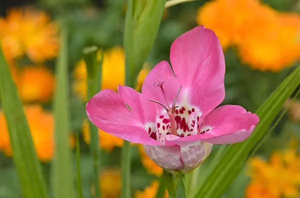 498337 - Tiger flower (Tigridia pavonia)