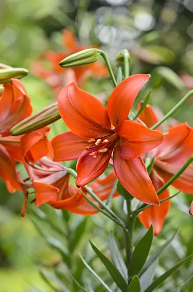 522038 - Tiger lily (Lilium lancifolium 'Red Twinkle' syn. Lilium tigrinum 'Red Twinkle')