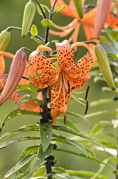 498235 - Tiger lily (Lilium lancifolium 'Splendens' syn. Lilium tigrinum 'Splendens')