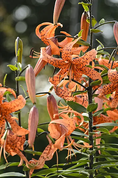 498236 - Tiger lily (Lilium lancifolium 'Splendens' syn. Lilium tigrinum 'Splendens')