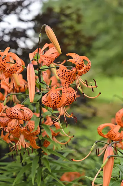 523140 - Tiger lily (Lilium lancifolium 'Splendens' syn. Lilium tigrinum 'Splendens')