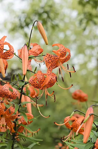 523141 - Tiger lily (Lilium lancifolium 'Splendens' syn. Lilium tigrinum 'Splendens')