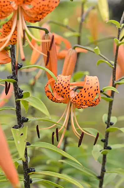 534342 - Tiger lily (Lilium lancifolium 'Splendens' syn. Lilium tigrinum 'Splendens')