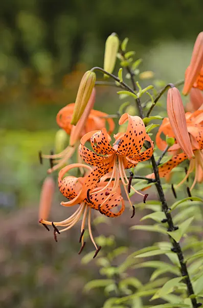 534343 - Tiger lily (Lilium lancifolium 'Splendens' syn. Lilium tigrinum 'Splendens')