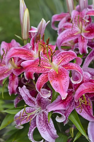 522094 - Tiger lily (Lilium lancifolium 'Stargazer' syn. Lilium tigrinum 'Stargazer')