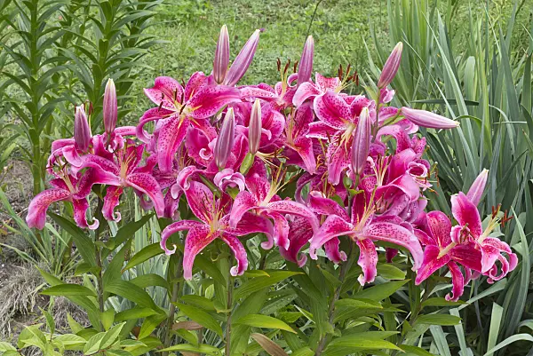 559020 - Tiger lily (Lilium lancifolium 'Stargazer' syn. Lilium tigrinum 'Stargazer')