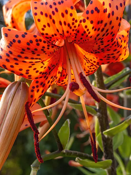 403095 - Tiger lily (Lilium lancifolium syn. Lilium tigrinum)