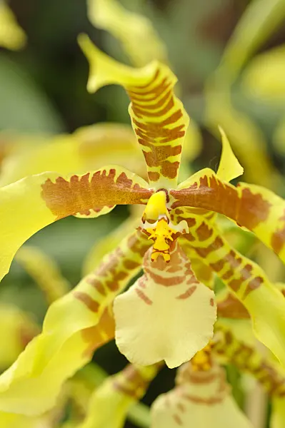 487095 - Tiger orchid (Rossioglossum grande syn. Odontoglossum grande)