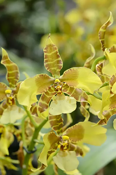 522014 - Tiger orchid (Rossioglossum grande syn. Odontoglossum grande)